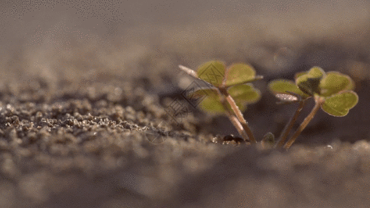 小植物沙地里的爬行蚂蚁实拍GIF高清图片