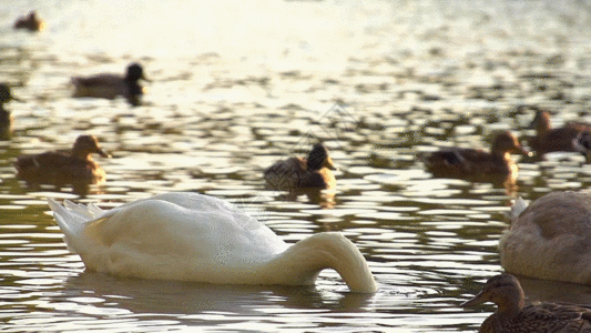 湖中的天鹅实拍GIF图片