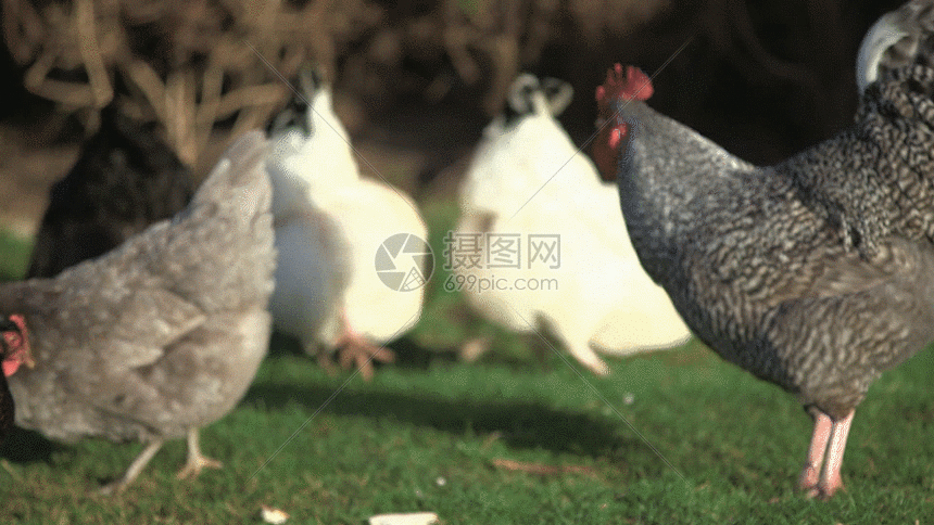 小鸡觅食实拍gif