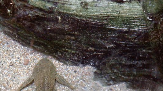 章鱼兄妹水中的清道夫GIF高清图片