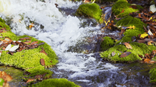 青苔墙面小溪河流河水溪流GIF高清图片