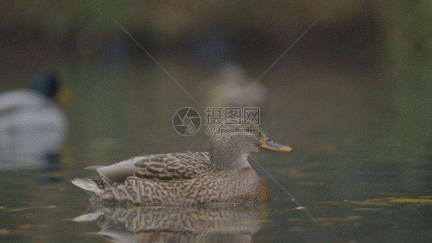 水面上的鸭子gif