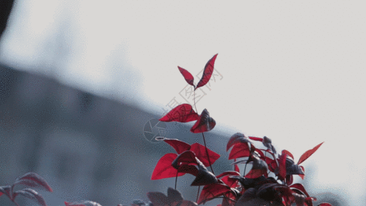风吹动的红色的叶子GIF图片