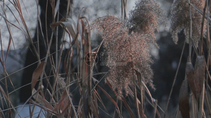 gif动图 实景动图  吹动的芦苇gif.gif