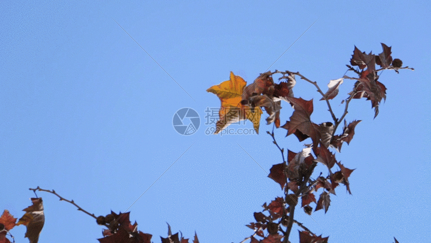 gif动态图片下载,该gif动态图片标题为枯黄的枫叶gif,编号:401086091