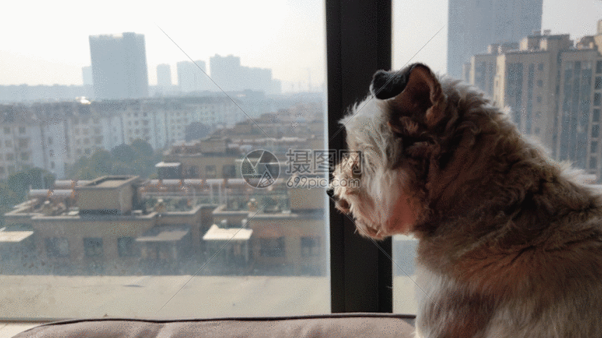 观望中的狗gif动图图片-正版gif素材401086095-摄图网