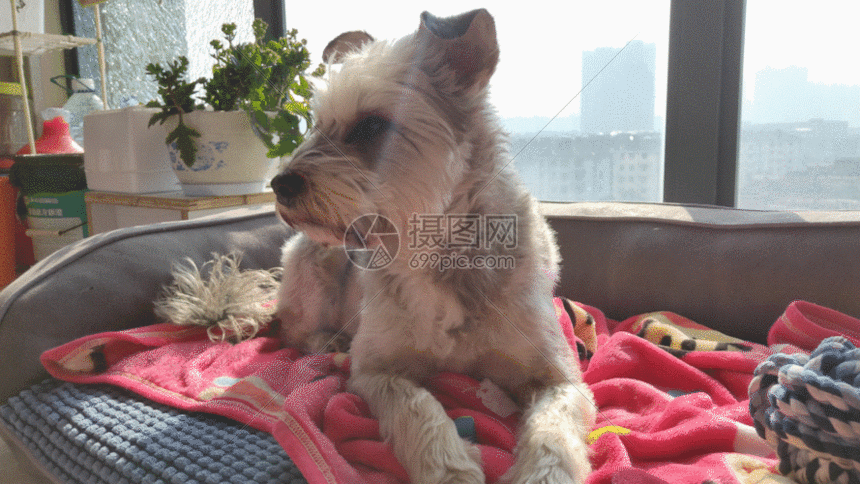 晒太阳的小狗gif