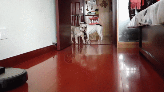 地板客厅奔跑小狗GIF高清图片