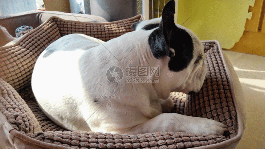 休闲的斗牛犬gif