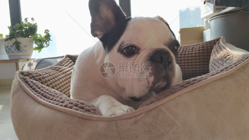 斗牛犬的生活gif