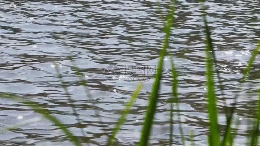 gif动图 实景动图 湖面绿荫gif 湖面绿荫gif id