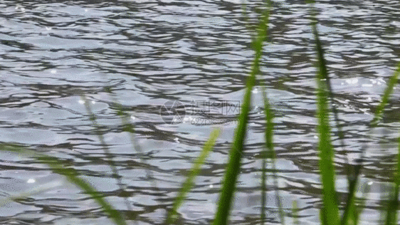湖面绿荫GIF图片