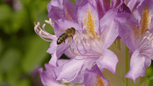 百花蜂蜜蜜蜂采花实拍视频GIF高清图片