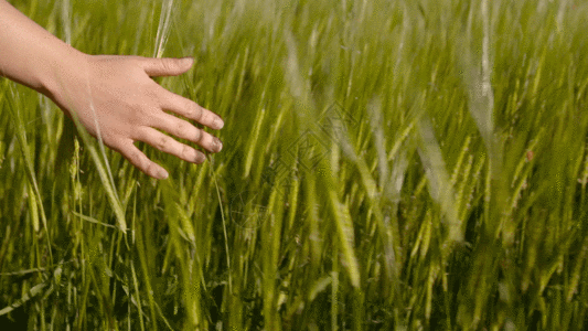 手触摸穿过小麦麦田实拍视频GIF高清图片