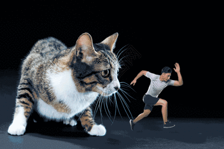 猫咪和运动员gif图片
