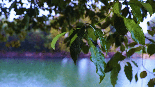 江南烟雨湖面风景GIF高清图片