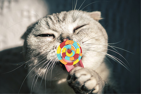吃棒棒糖的猫咪图片