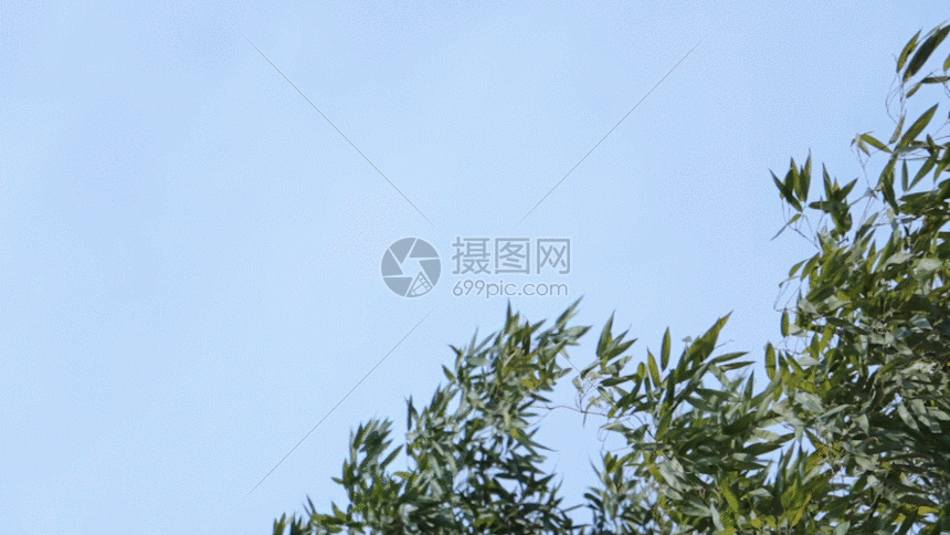 被大风吹的竹叶gif