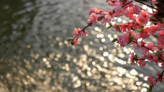 竹林流水桃花下的水波GIF高清图片