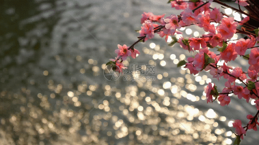 桃花下的水波gif