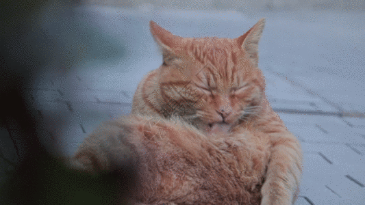 爱干净的橘猫GIF图片