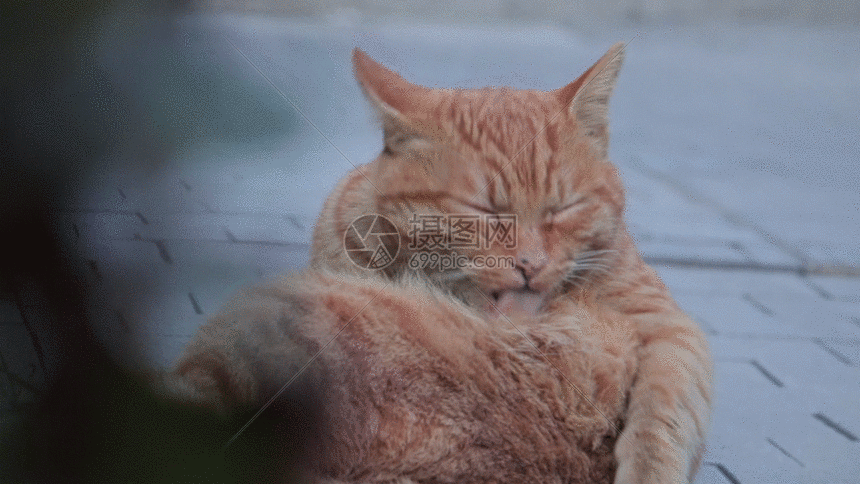 爱干净的橘猫GIF图片