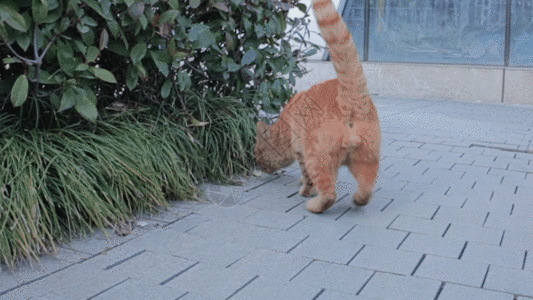 玩耍中的橘猫GIF图片