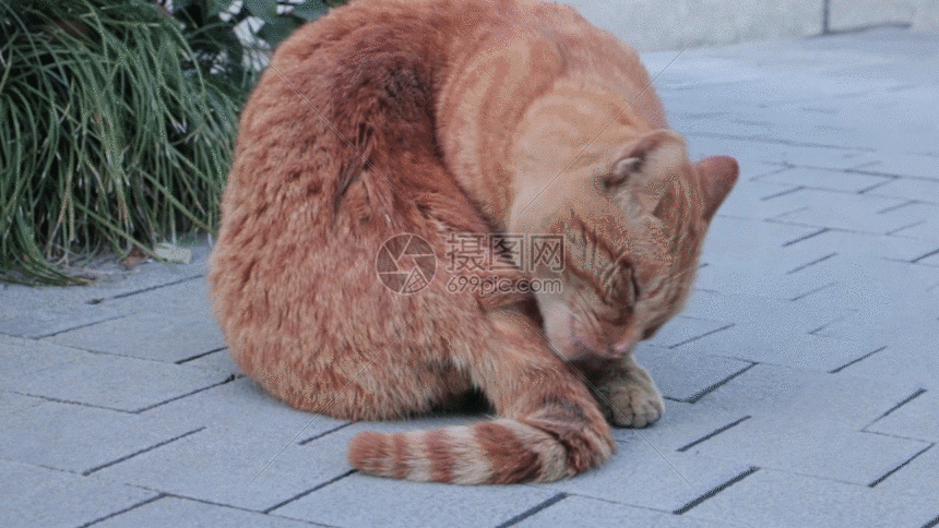 干净的猫特写gif动图图片-正版gif素材401088092-摄