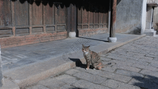 晒黄豆小猫在晒太阳GIF高清图片