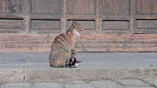 地下车库休闲猫GIF高清图片