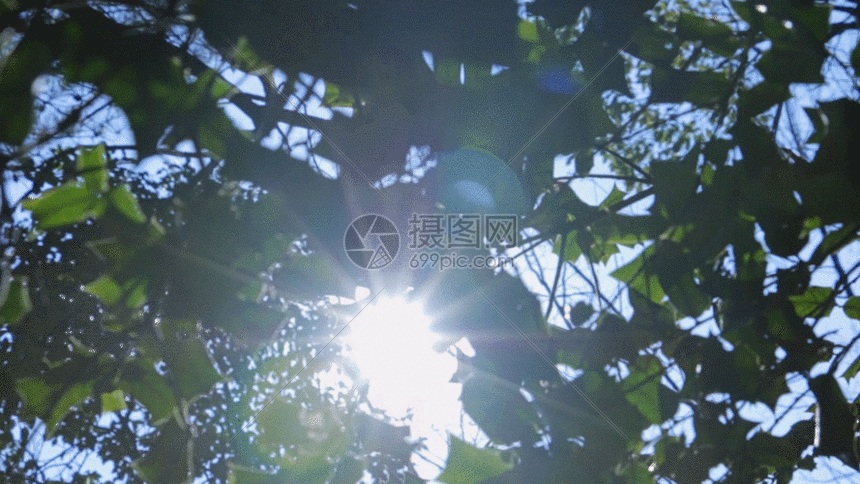 阳光下树叶gif