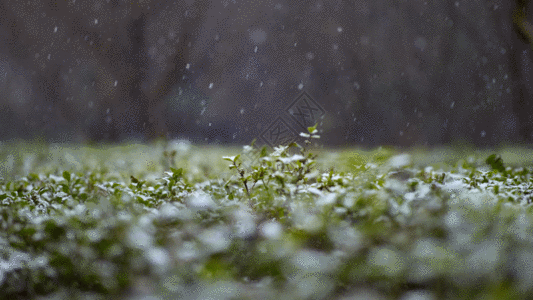 雪景绿草GIF图片