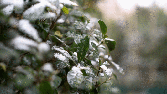 松树旧船松树上的雪花GIF高清图片