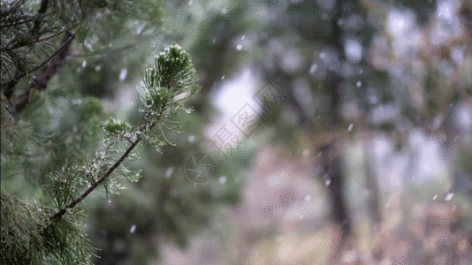 雪枝冬天的松树GIF高清图片