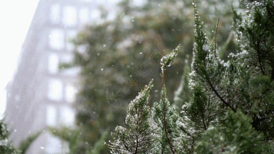 雪景花松树雪景GIF高清图片