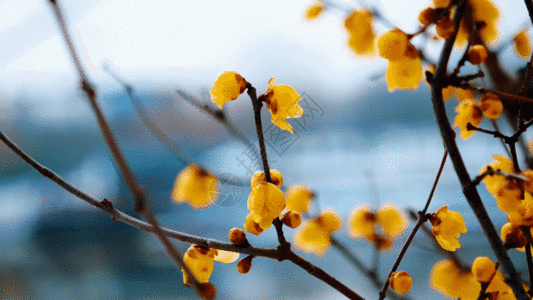 背景梅花腊梅花GIF高清图片