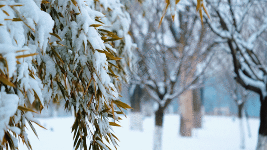 冬季军训素材竹叶上积雪GIF高清图片