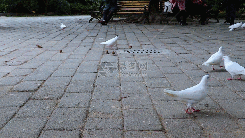 公园鸽子gif