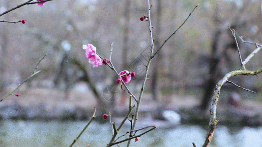 冬天公园湖边的腊梅GIF高清图片