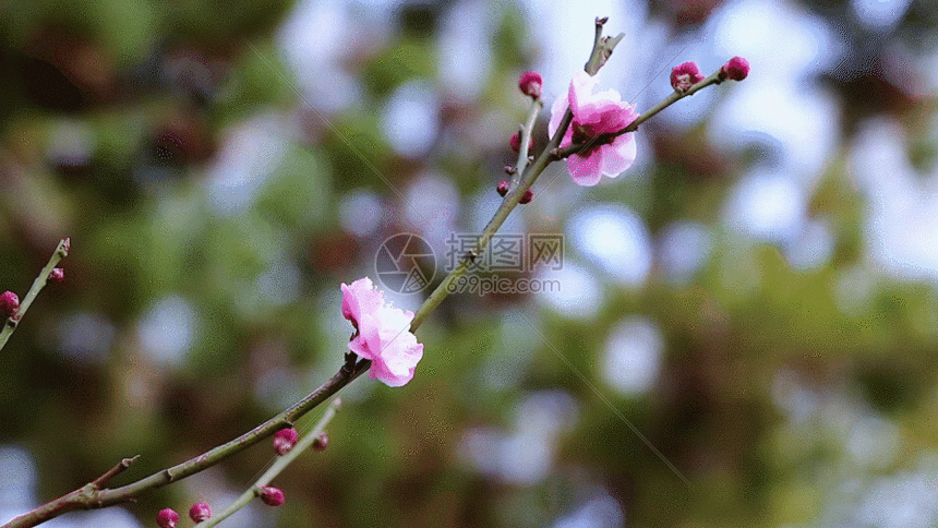 一支腊梅gif动图图片-正版gif素材401091928-摄图网