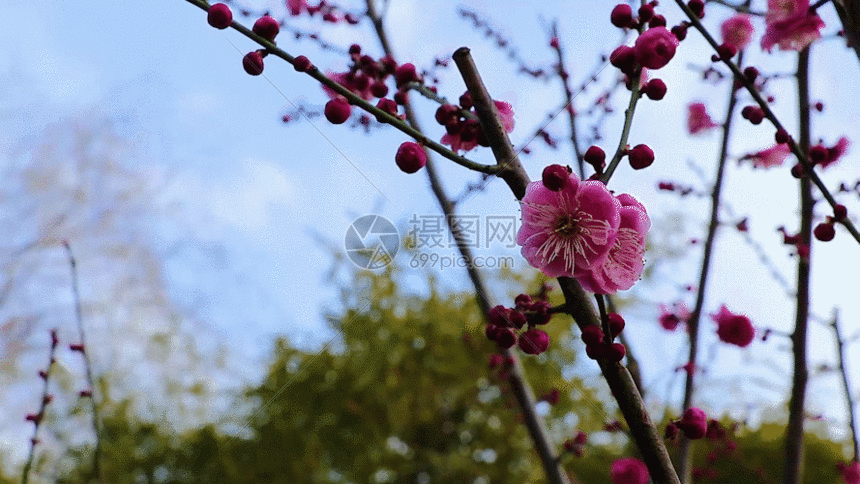 坚强梅花 gif动图图片-正版gif素材401091942-摄图网