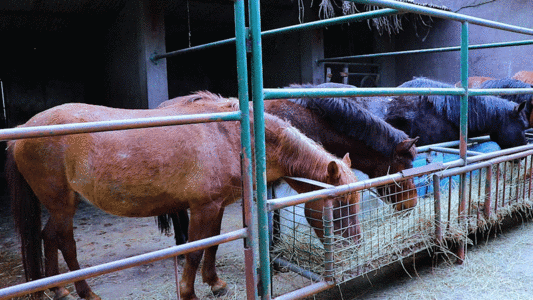 多匹马吃草 GIF图片