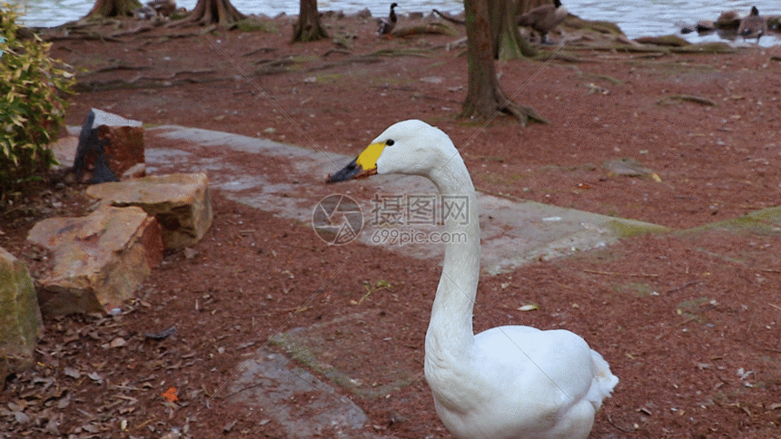 湖面边上天鹅gif动图图片-正版gif素材401092416-摄