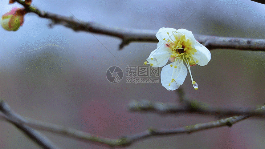 实拍白梅花gif动图图片-正版gif素材401092457-摄图网