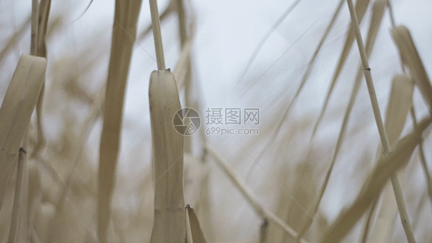 gif动图 实景动图  枯黄的野草实拍gif.gif