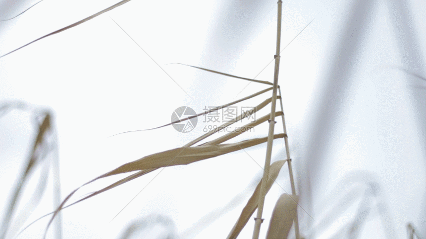 gif动图 实景动图  野草实拍gif.gif 860_484