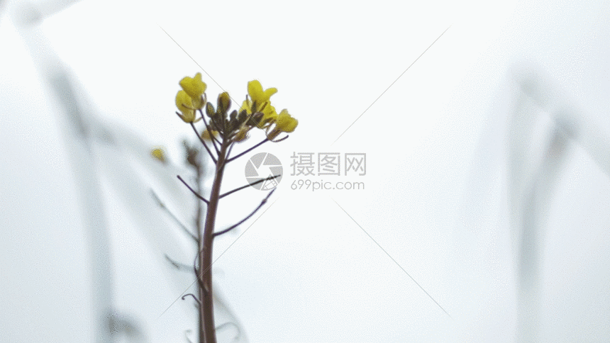 gif动图 实景动图  黄色小野花gif.gif 860_484