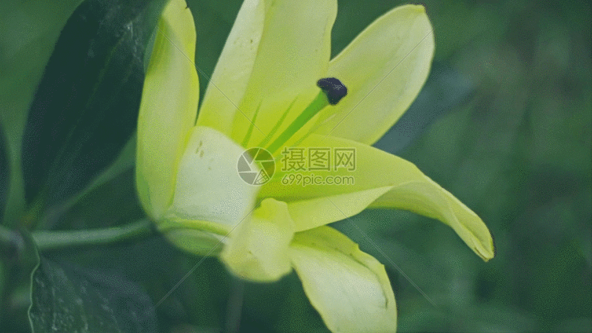 百合花鲜花gif