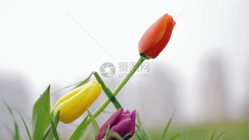 gif动图 实景动图  郁金香鲜花实拍gif.gif 860_484