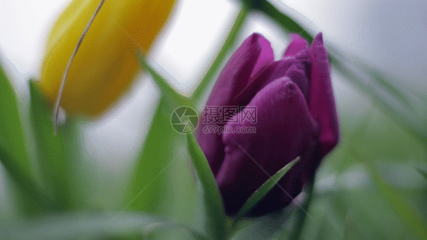 郁金香gif动图图片-正版gif素材401097171-摄图网